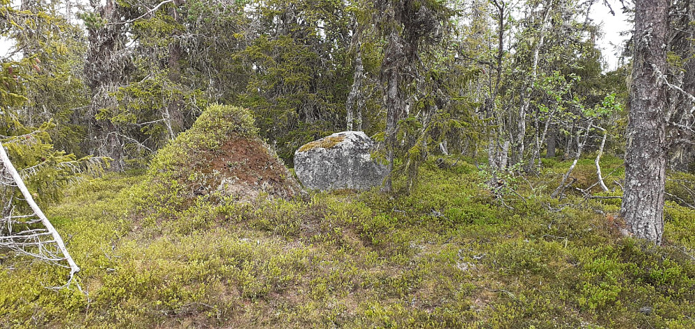 Toppen av Garthusvasshaugen er enten en maurtue eller en stein. Maurtua er jo en konstruksjon så jeg opprettet toppen når jeg stod på steinen.