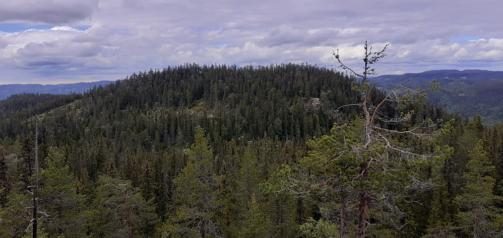 Tjuvhanskollen fra sør.