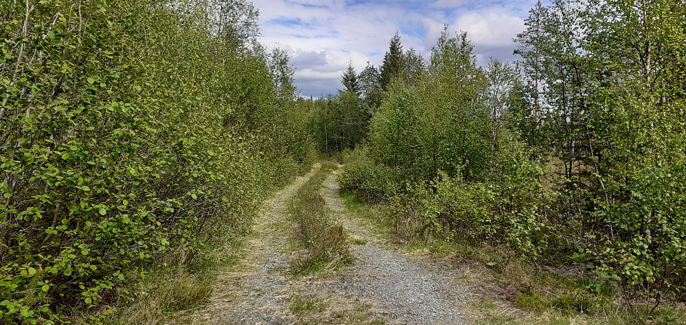 Den siste biten skogsvei før jeg parkerte bilen.