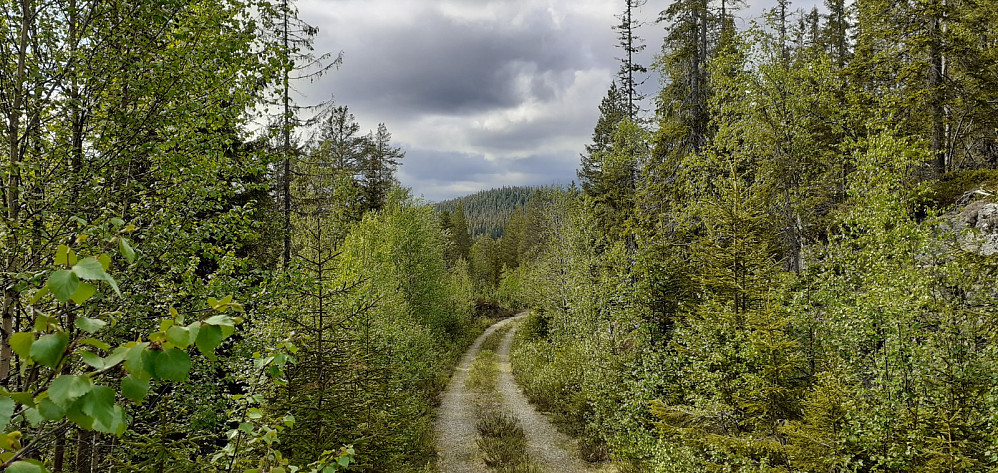 Høgberget er den skogkledde åsen rett forut.