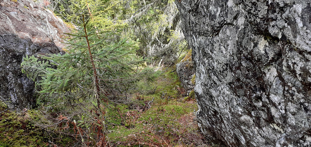 Ned renna jeg fant som gjorde at jeg kunne ta meg opp på NØ siden av Langtjernåsen.
