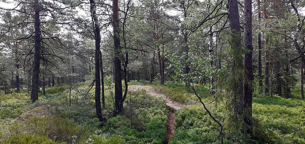 Høyeste punkt på Sønstebyåsen er et eller annet sted på bildet. Rett og slett en skogstopp, uten utsikt.