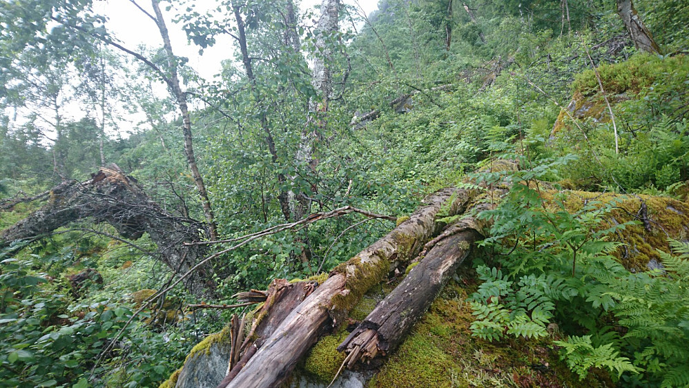 I urskogen.