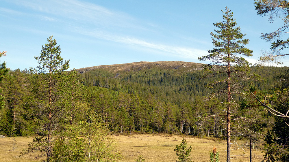 Trånåheia i det fjerne.