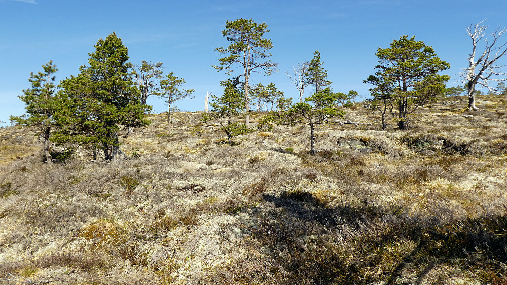 Har kommet over myr området.