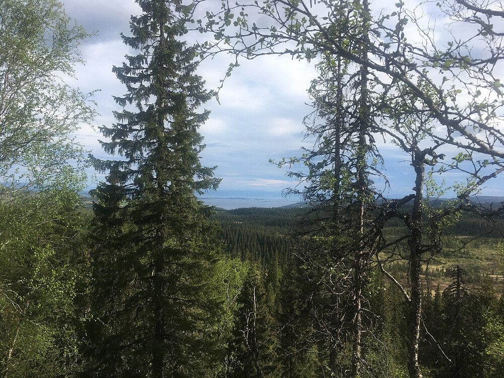 Utsikt fra Fosskamman.Vi ser mot Trondheimsfjorden.Frosta og Tautra.
