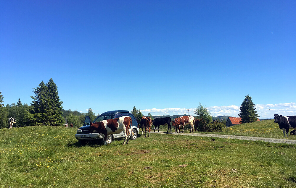 Kruksetran. Velkomst komiteen står klar.