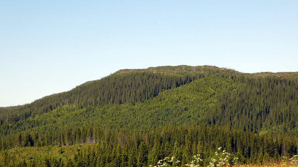 Svalbakkheia 452 moh.