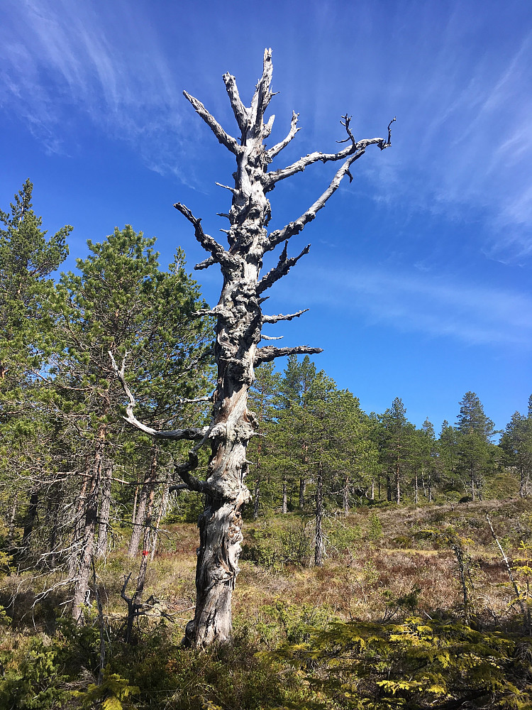 Naturens eget kunstverk.
