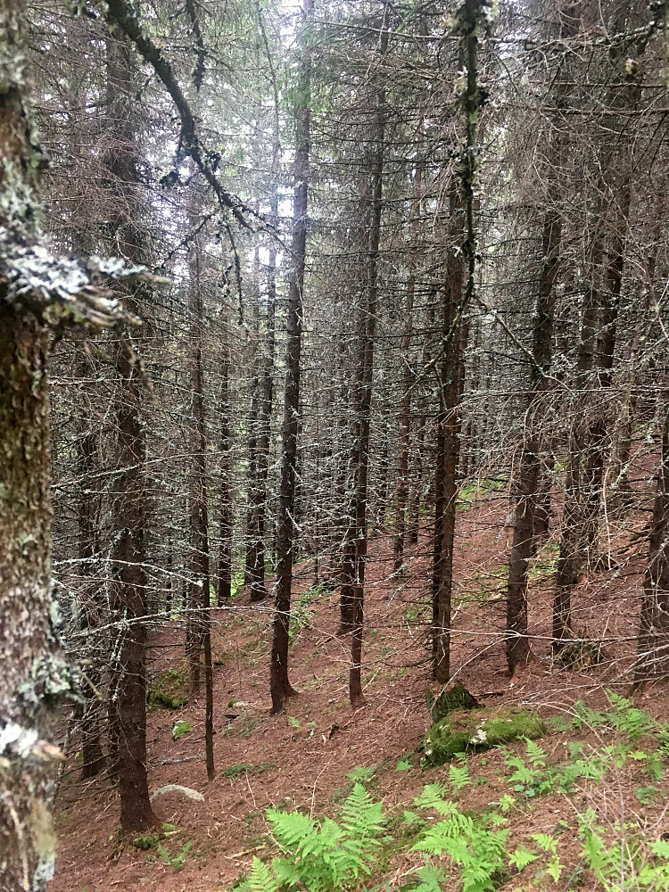 Har vel sett grønnere skog.