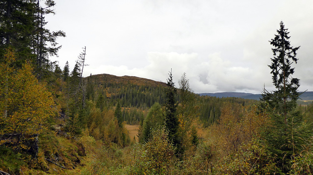 På vei opp mot Kjølheia på sti/gammel skogsvei.Ser mot Trånåheia.