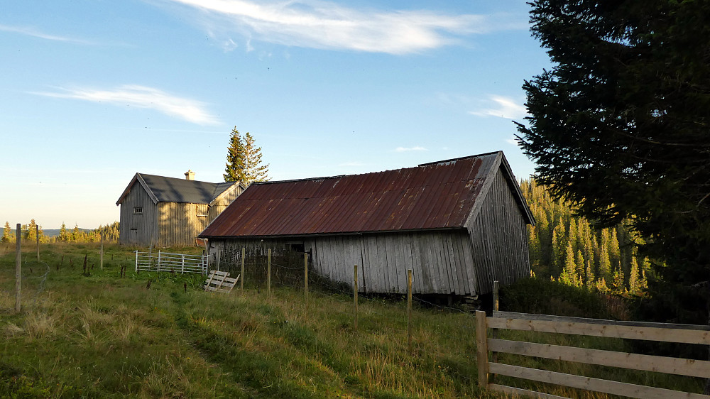 Stubbsveet ser litt sliten ut.
