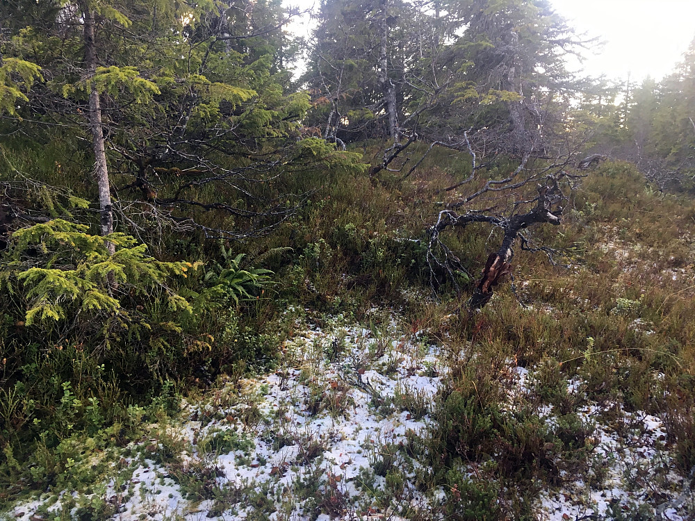 Snøen er her.