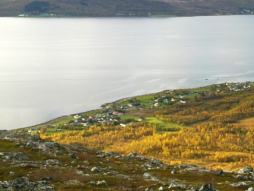 Movika i høstfarger.