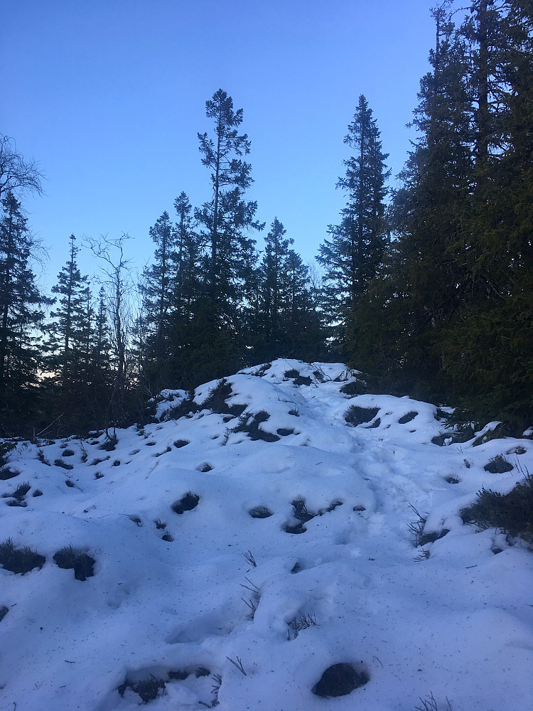 Toppen av Bjørnahaugen.Bare skog her.