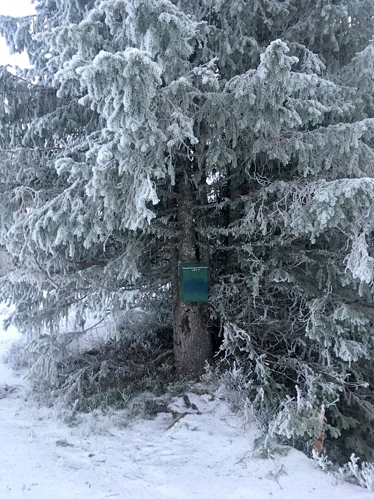 Kassen er godt beskyttet under grana.