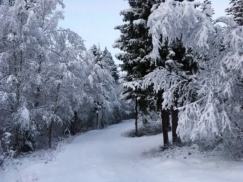 Skiføre !