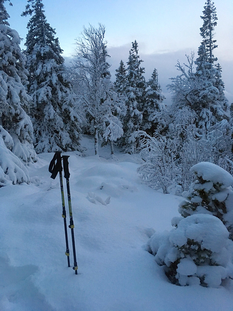 Toppen av Bjørnahaugen.