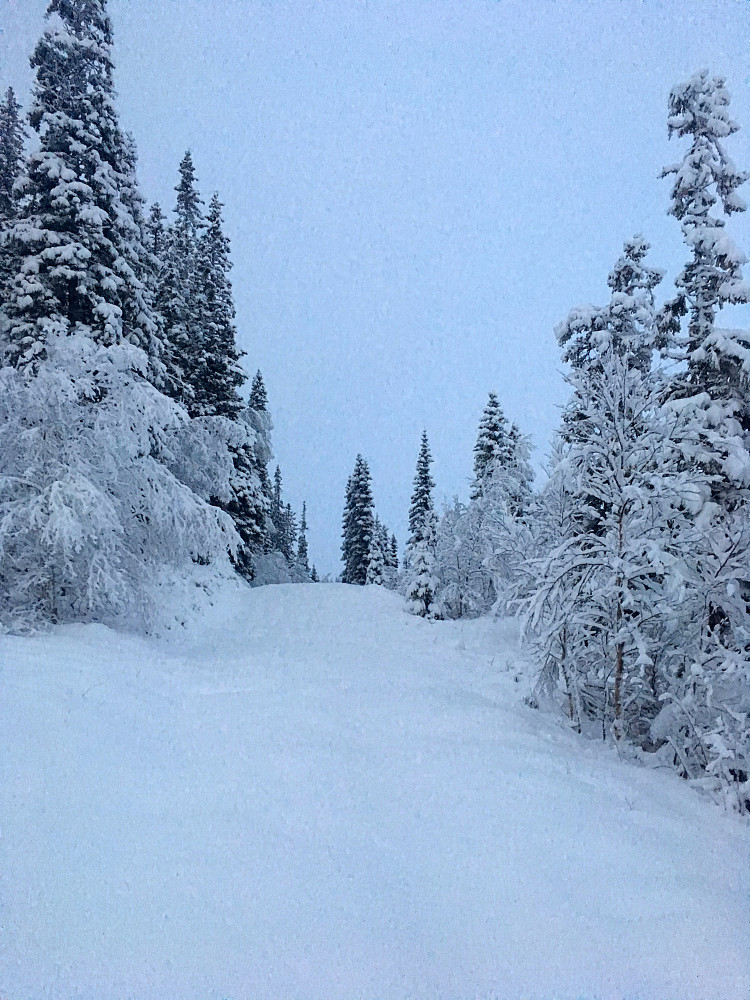 Bjørnahaugen til venstre her fra skogsveien.