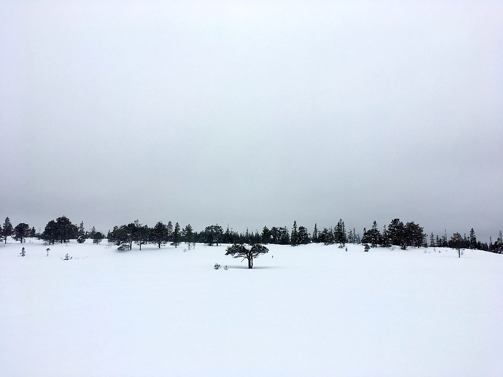 Grått på Reidalsmyran i dag.