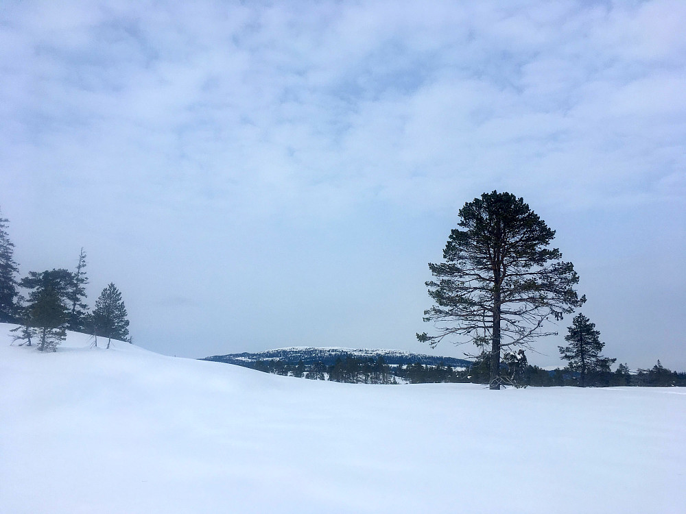 Hårfjellet mot nord.