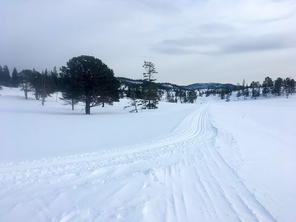 Ny oppkjørt løype fra Rolisetran.
