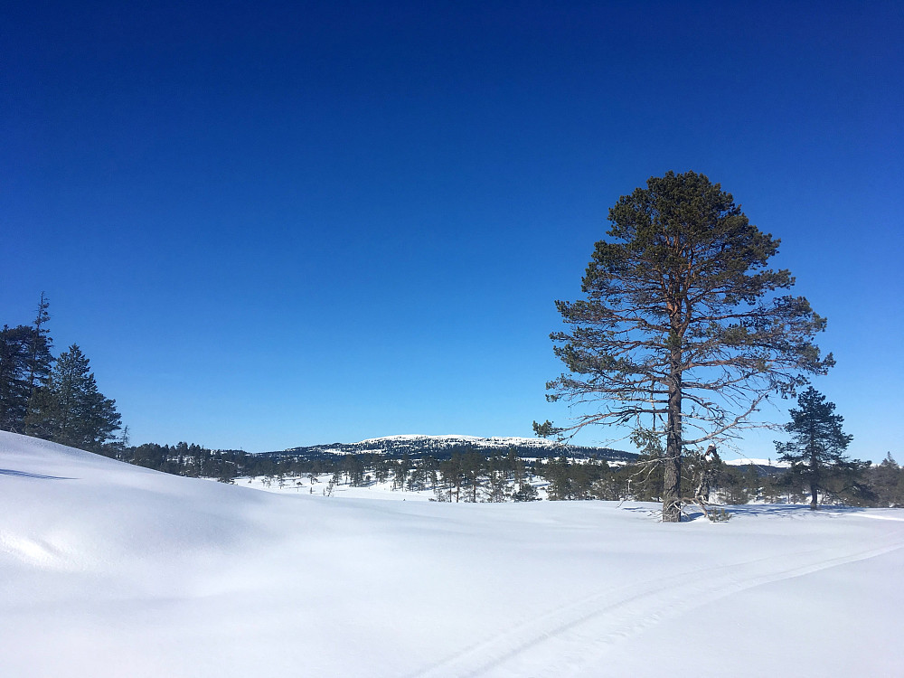 Mot nord ser man Hårfjellet.