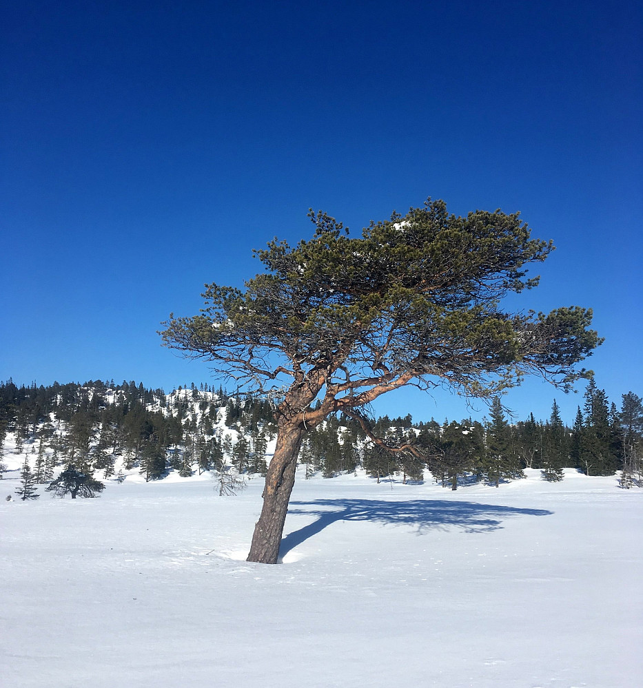 Bonsai tre på Leksvikskogen.
