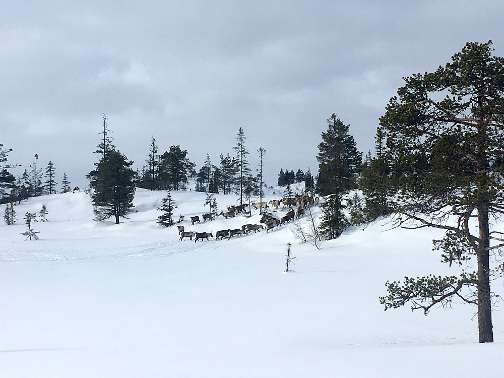 Reinflokken sto på vent til jeg hadde passert.