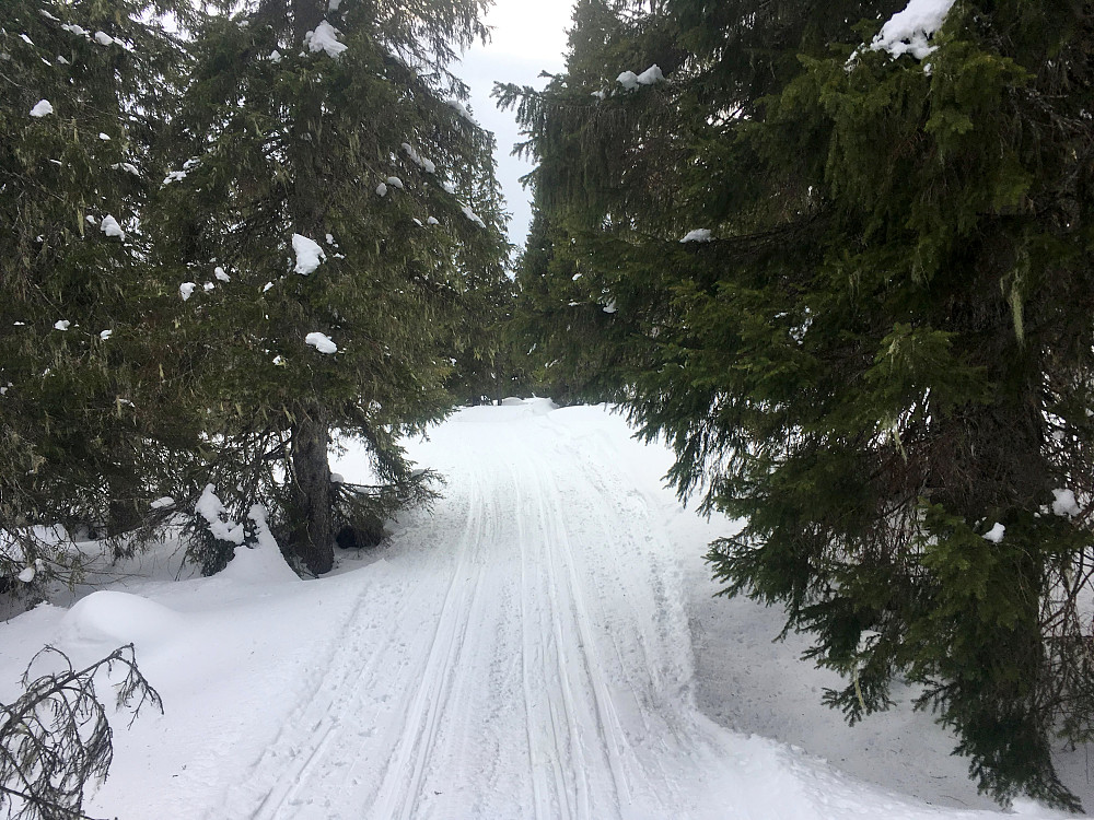 Løypetraseen fra Julvatnet mot Stubbsveet går mye i granskog.