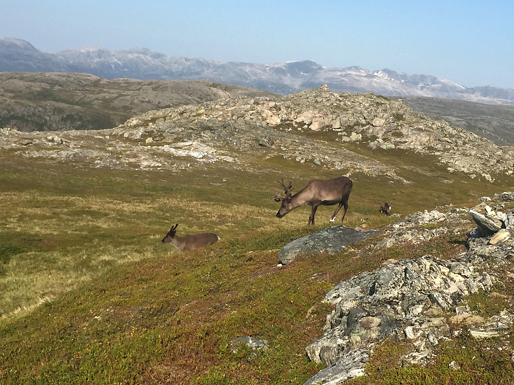 Møtte på noen rein på turen.
