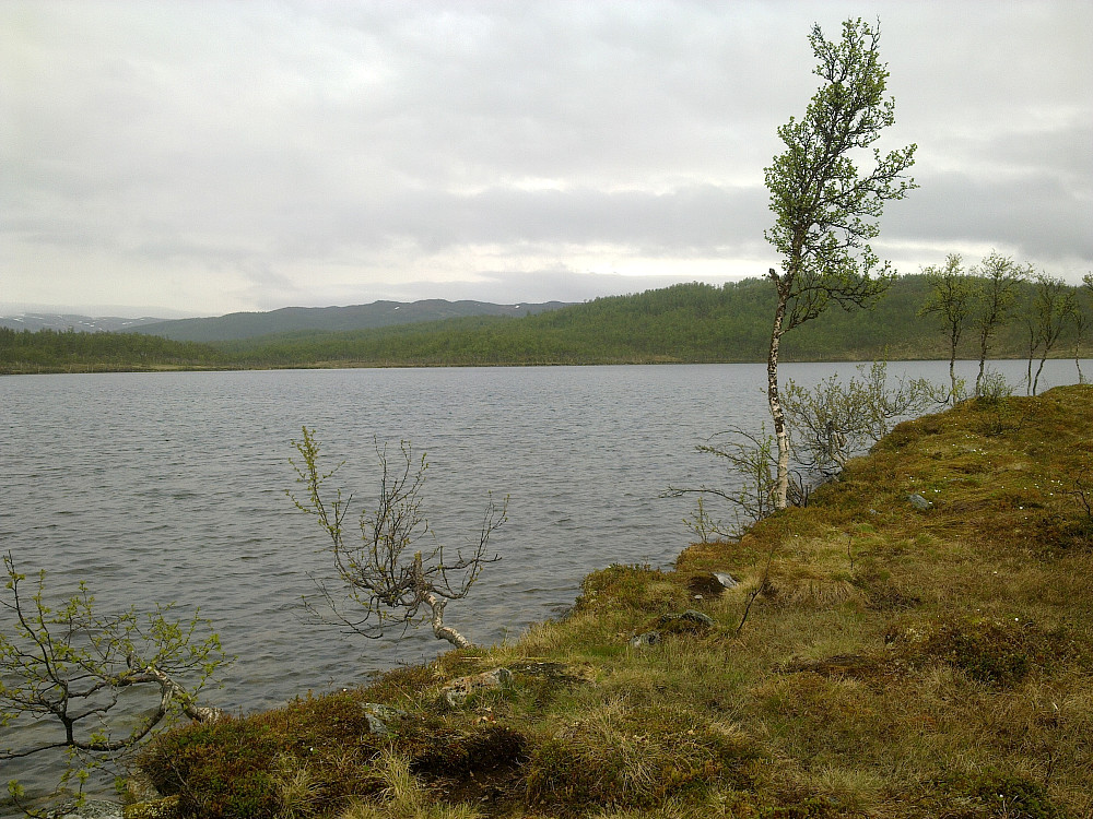 Begynner å se litt grønt i naturen nå når sola har snudd.