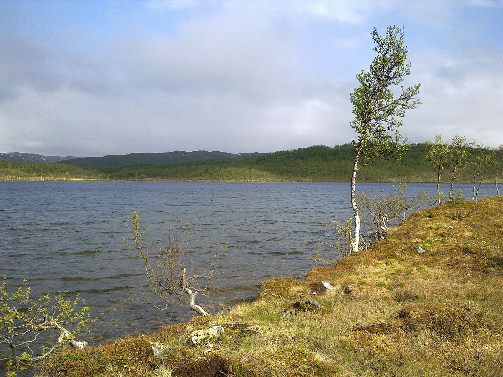 Grønnere for hver dag her.