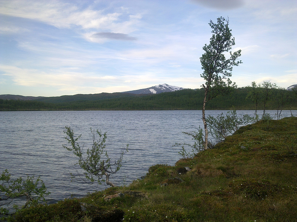 Lys sommerkveld ved vatnet.