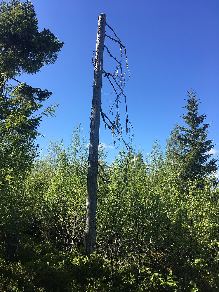 Grantre "uten"bark på toppen av Barkåsen.