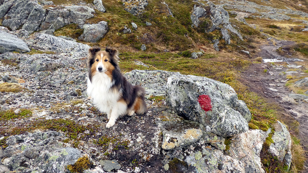 Trofast turkompis.Shetland Sheepdogen Shanti.