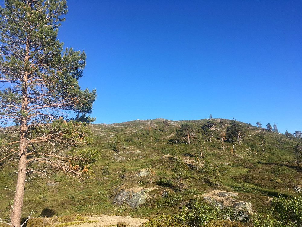 En del fin furuskog i lia opp mot Merrakråa.