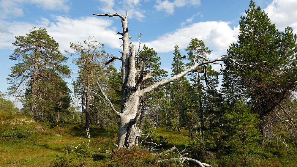 En gammel kjempe som har stått her lenge.
