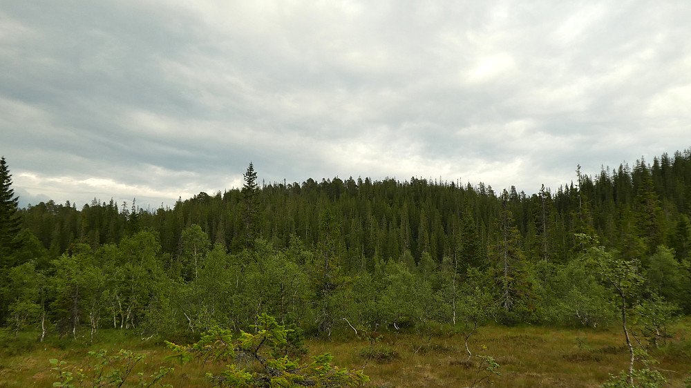 Kartjønnåsen er skogkledd.