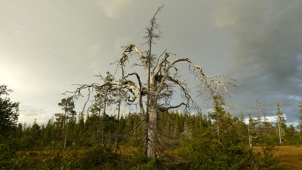 Naturens eget kunstverk!