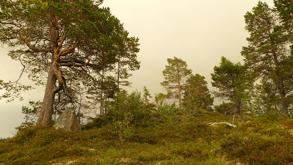 Litlgavllangen 411 moh.