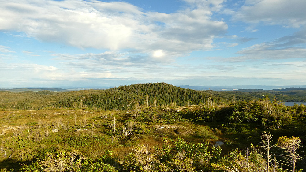 Mye skog på Båvasshaugen.