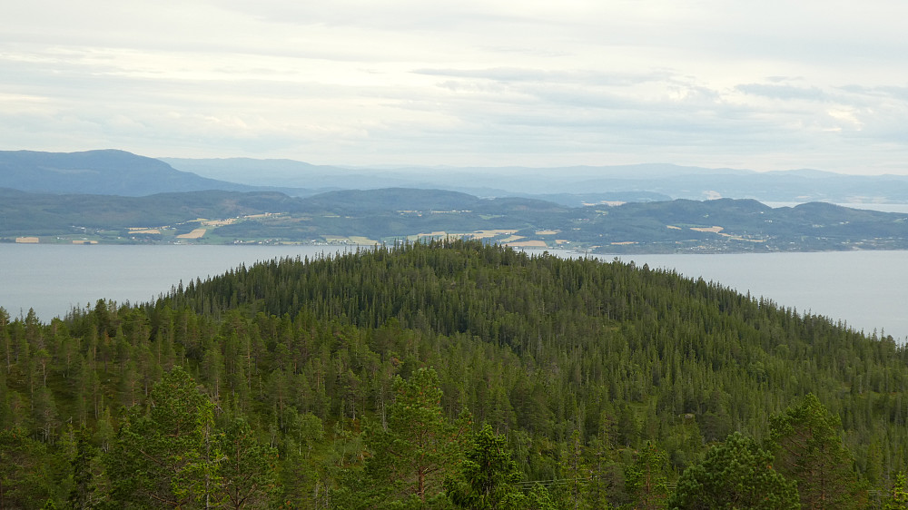 Mye skog på Sandseterpynten.
