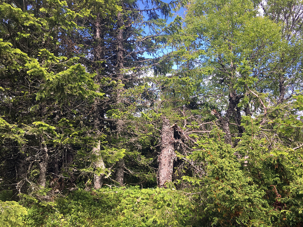 Toppen av Bjørnbuheia.Skog, skog og skog.