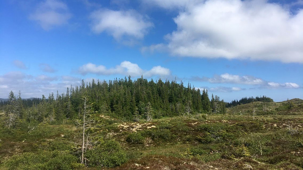 På vei opp til Storvalheia passeres 395 toppen.