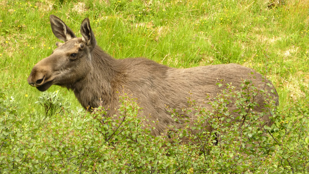 Skogens konge var også ute på tur.