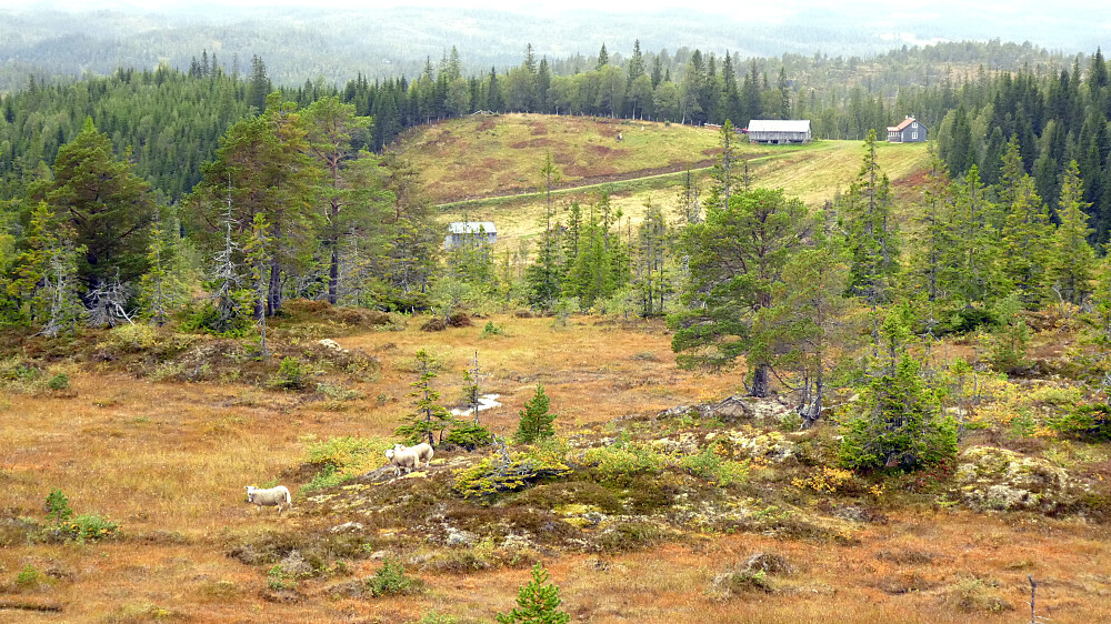 Mot Prestslættåsen.