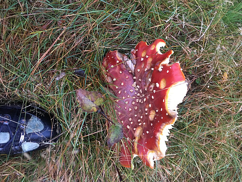 Har hatt gode vekstforhold i år,soppen.