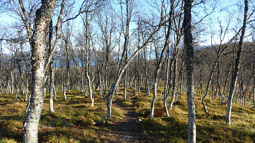 Bjørkeskogen har gjort seg klar for vinteren.