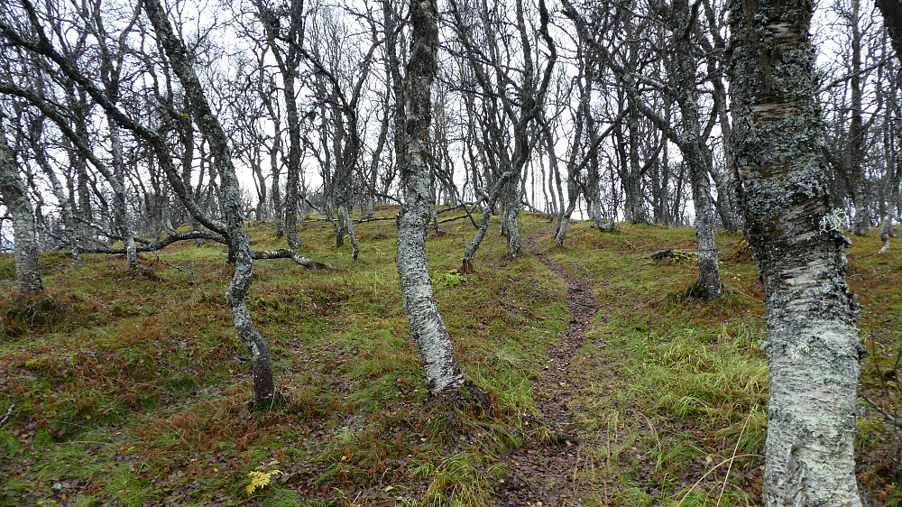 En del lauvskog her.